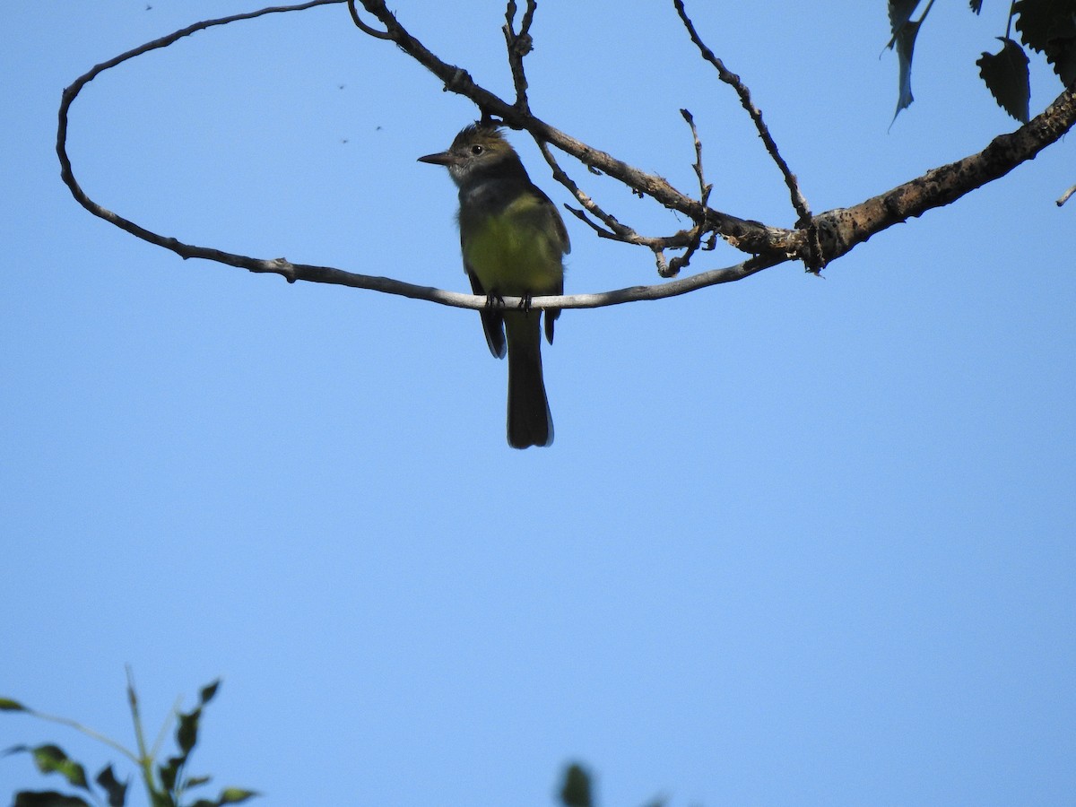 Great Crested Flycatcher - ML105030871
