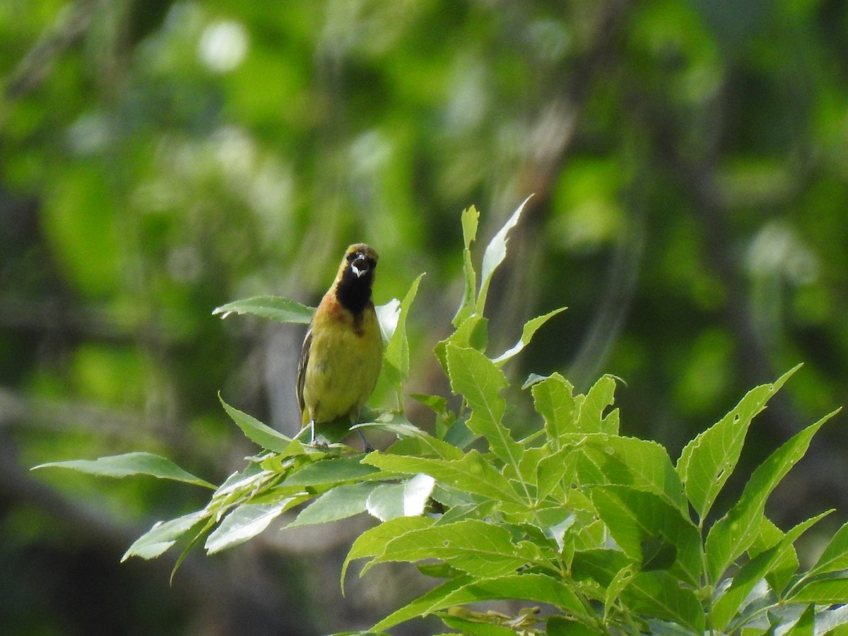Orchard Oriole - ML105031661