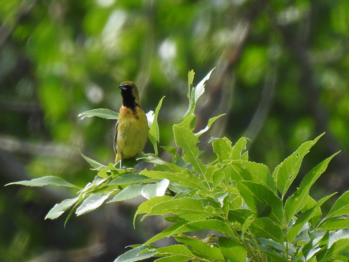 Orchard Oriole - ML105031671