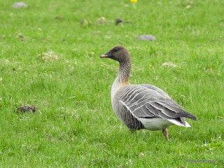 Pink-footed Goose, ML105036481
