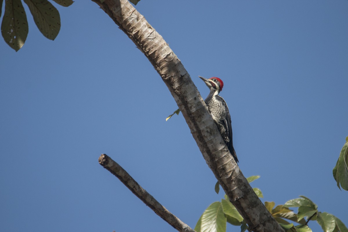 Lineated Woodpecker - Nico Lormand