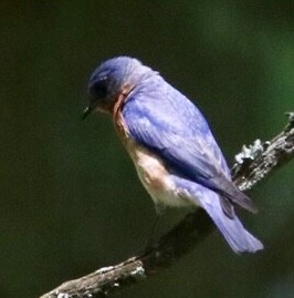 Eastern Bluebird - Jim Grieshaber