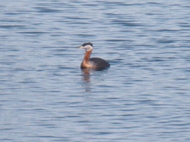 Red-necked Grebe - ML105040261