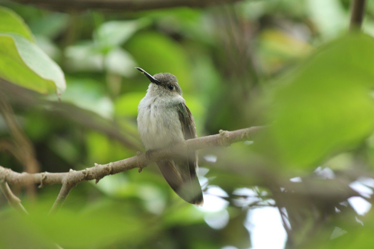 Olive-spotted Hummingbird - Willi Vargas Ramirez
