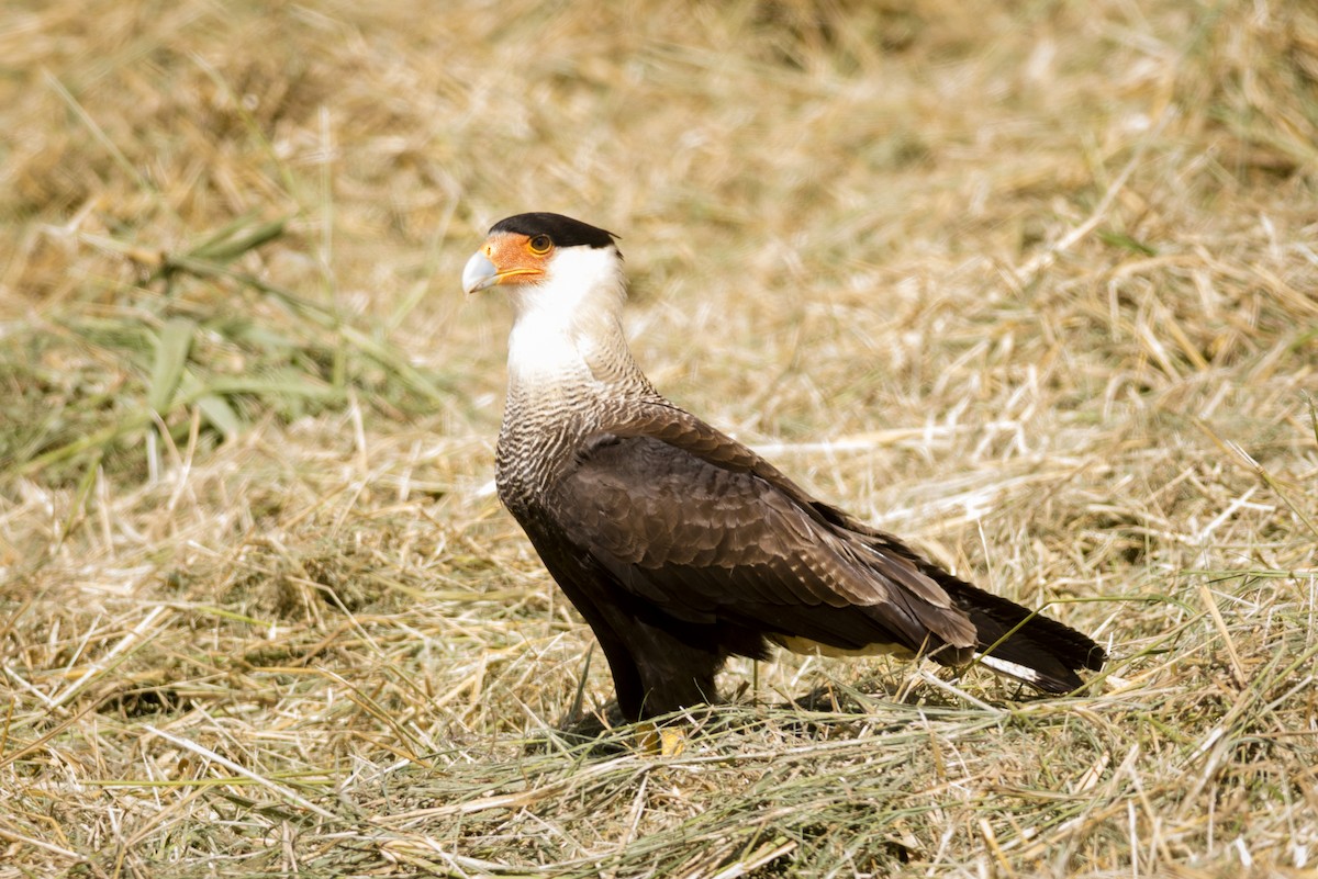 Crested Caracara (Southern) - ML105042411