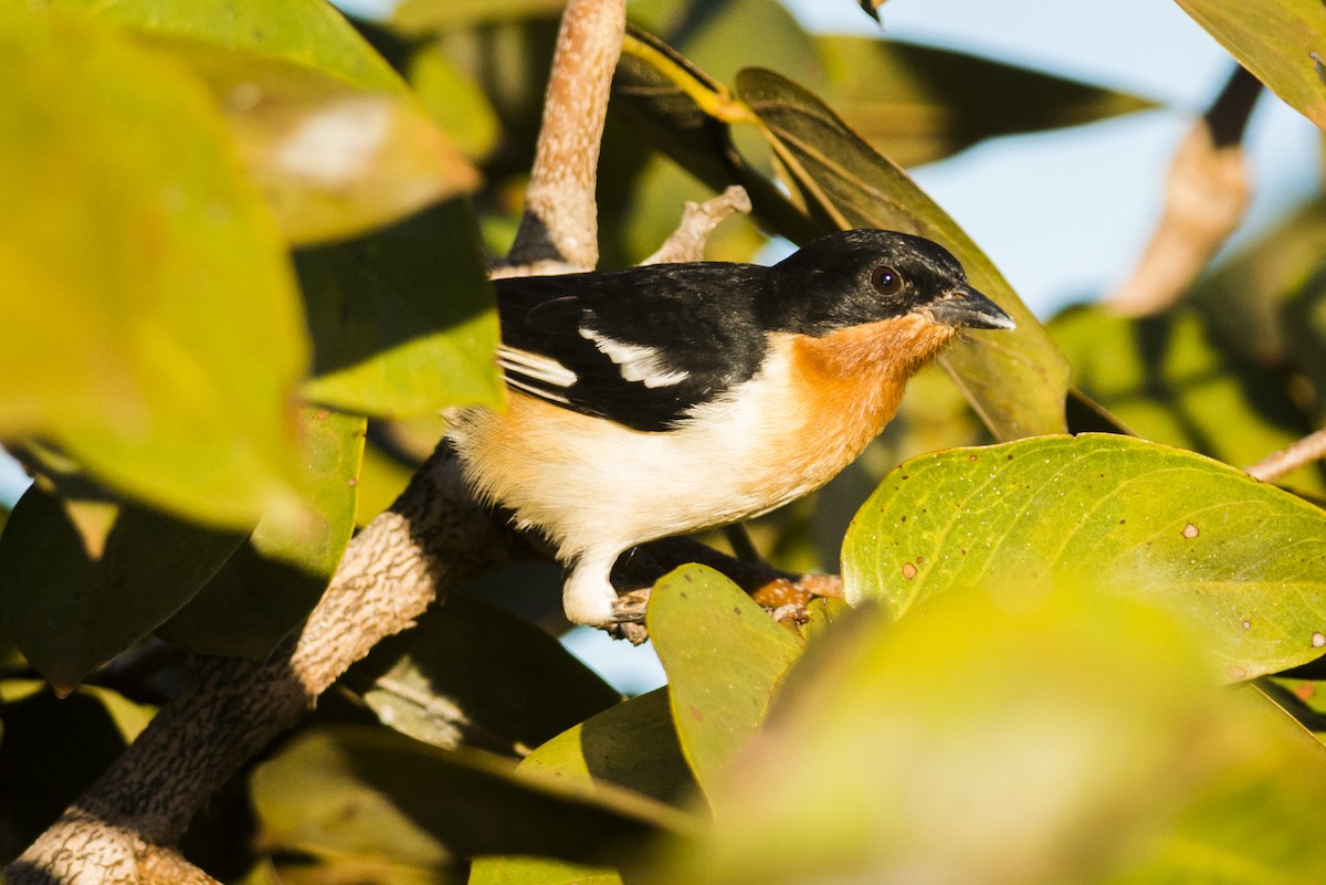 White-rumped Tanager - ML105043881