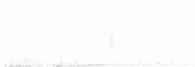 Cossyphe à poitrine blanche - ML105045021