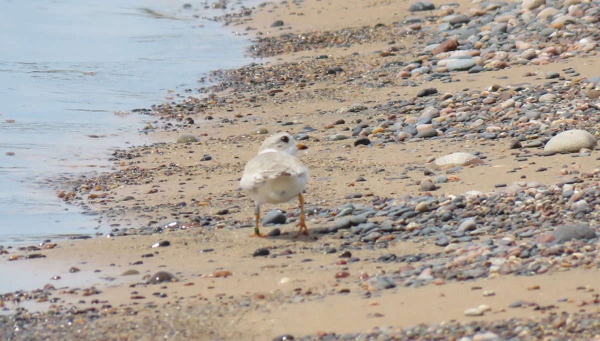 Piping Plover - ML105045841