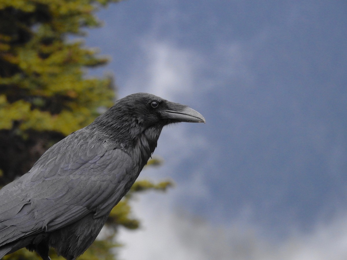Common Raven - Kalin Ocaña