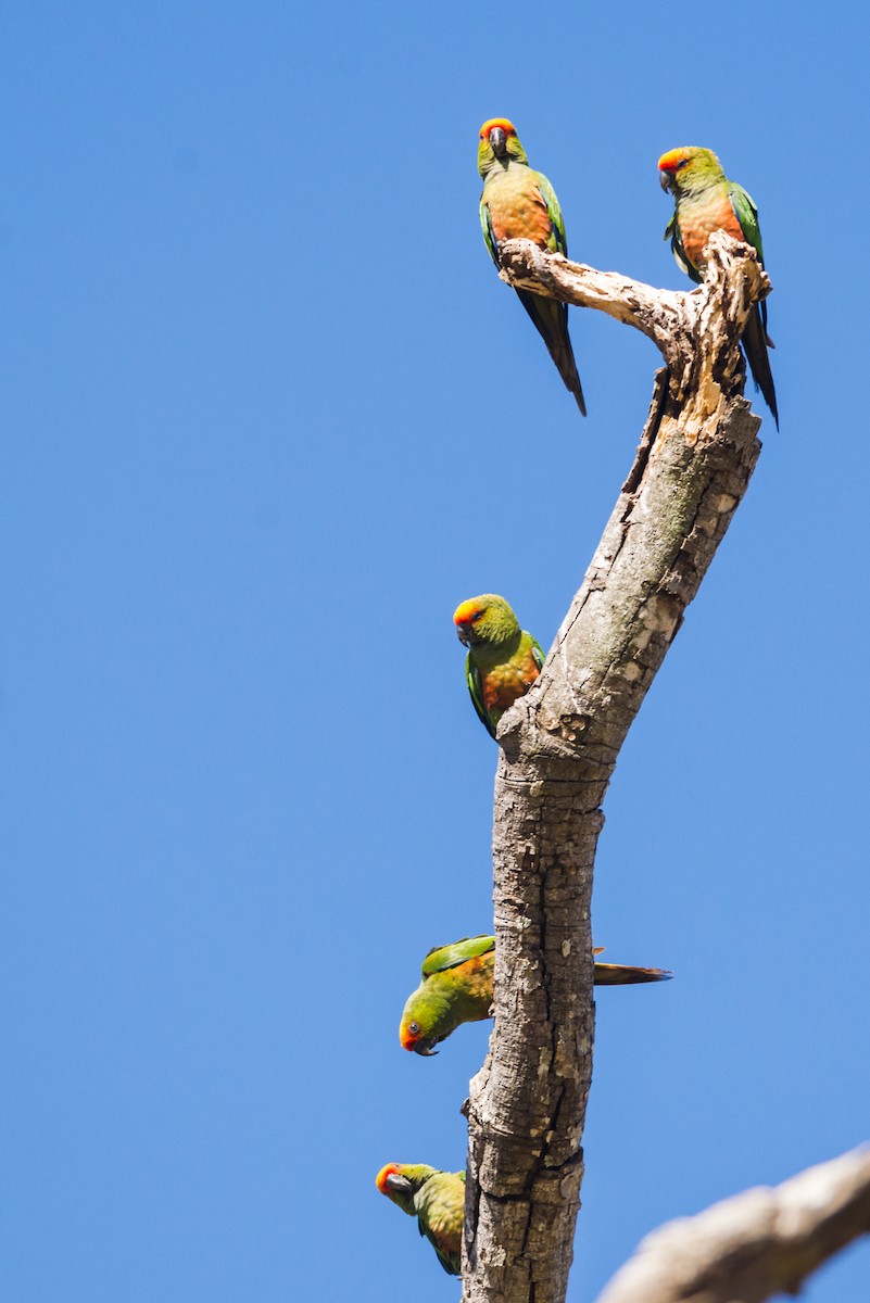 Golden-capped Parakeet - Claudia Brasileiro
