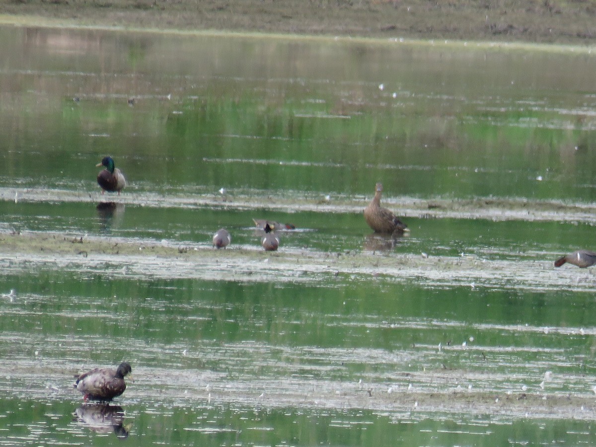 Green-winged Teal - ML105048921