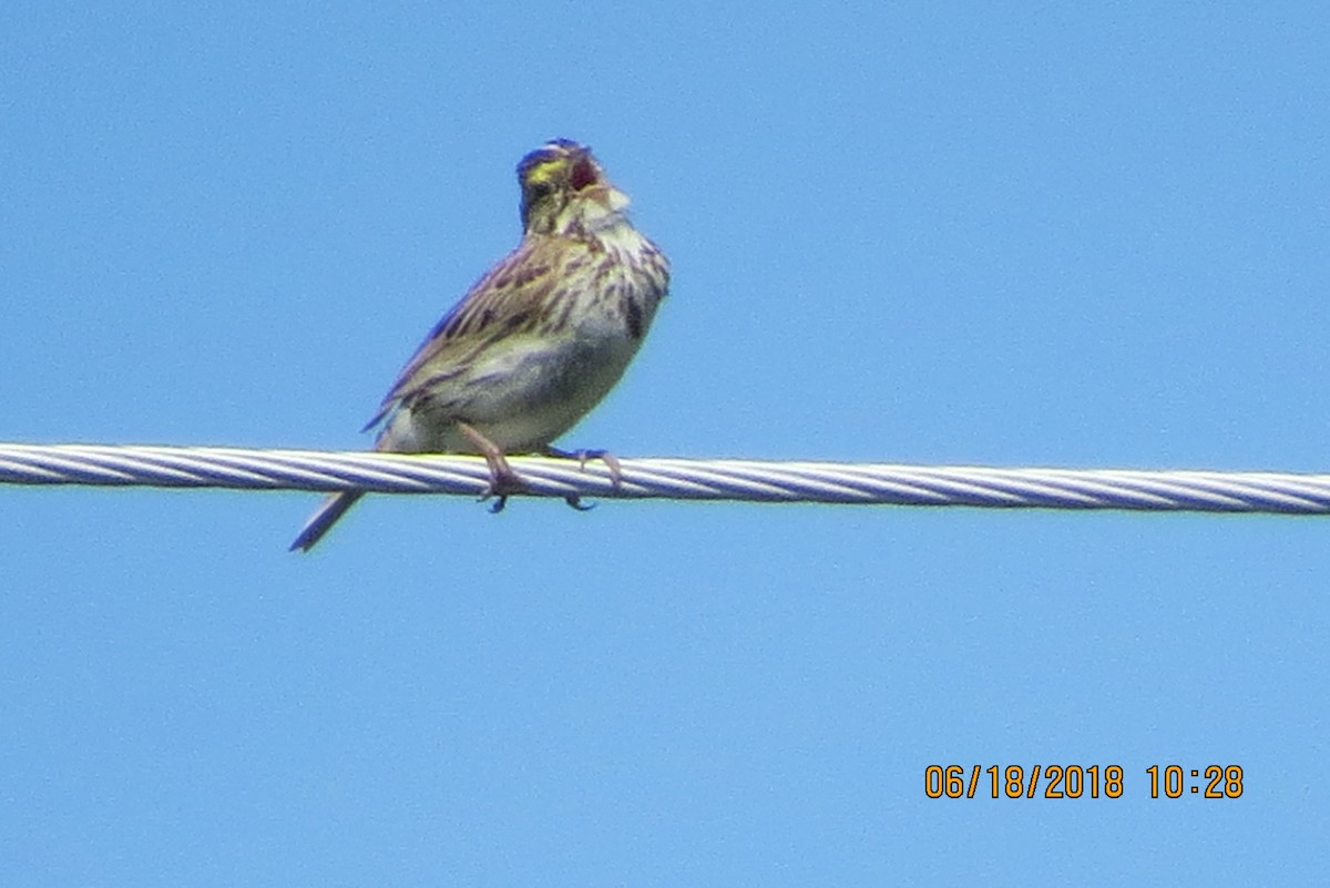 Savannah Sparrow - Deb Muzzy