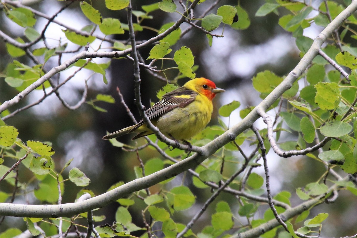 Western Tanager - ML105053741