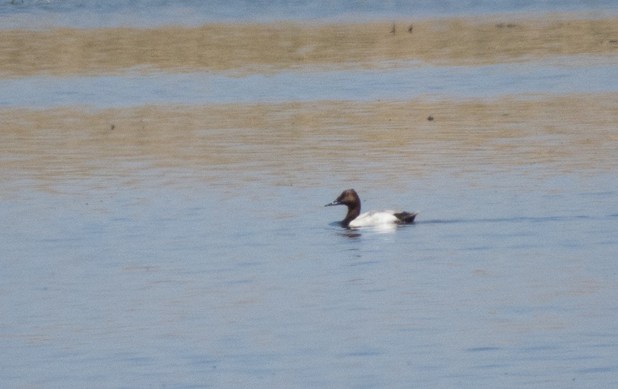 Canvasback - Gary Woods