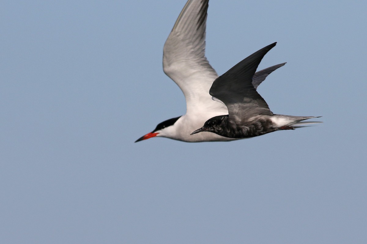 Black Tern - Nick Bonomo