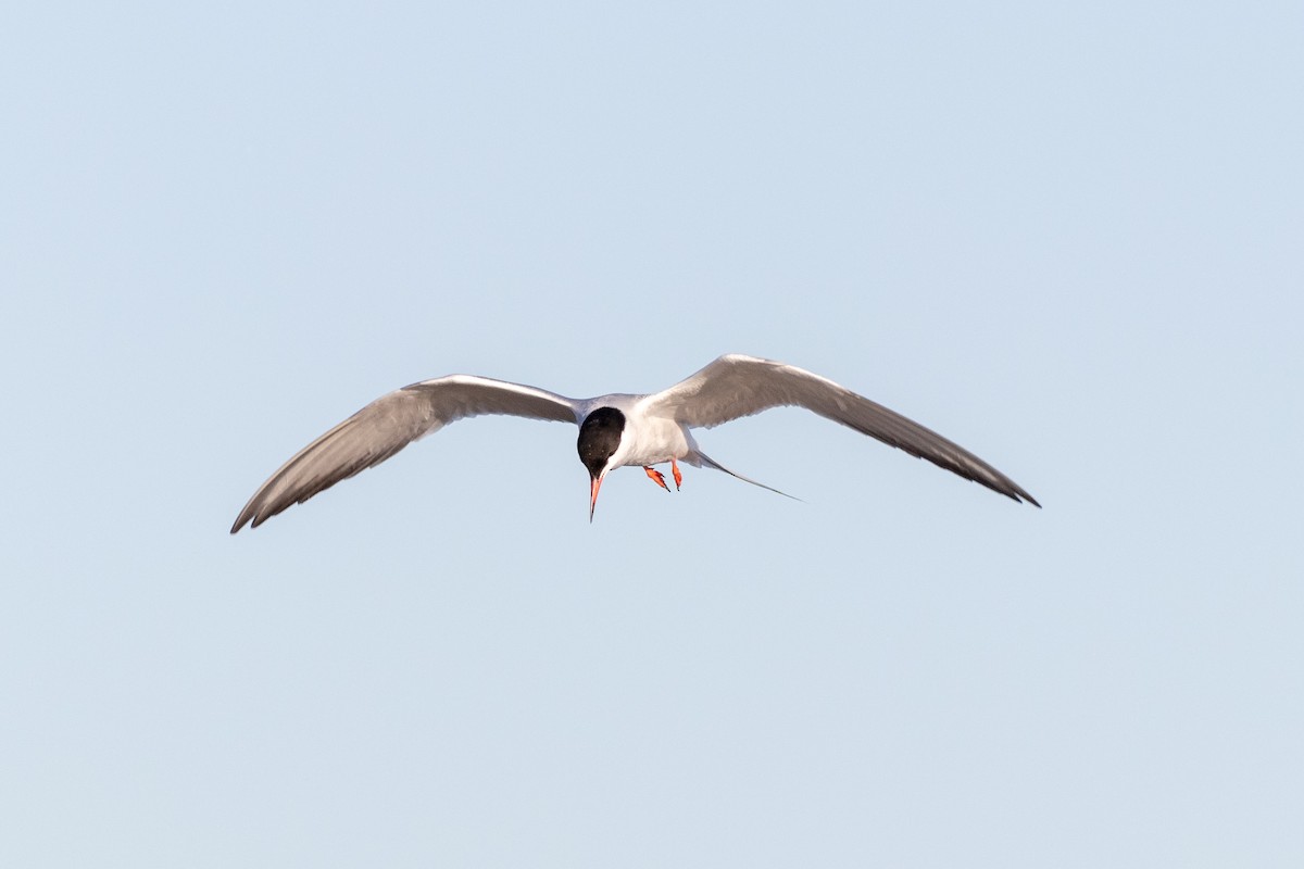Common Tern (hirundo/tibetana) - ML105055401