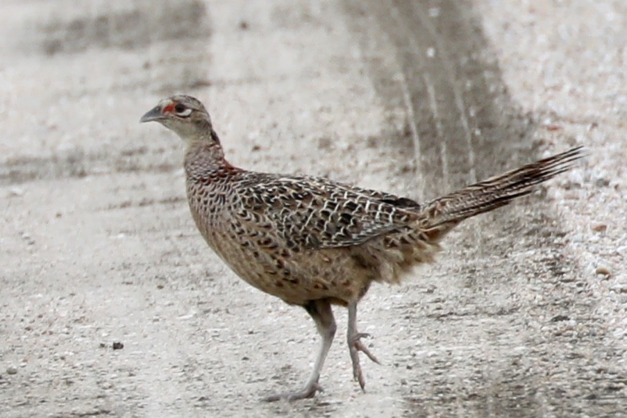 Ring-necked Pheasant - ML105056361