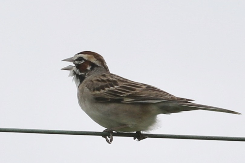Lark Sparrow - Steve McInnis