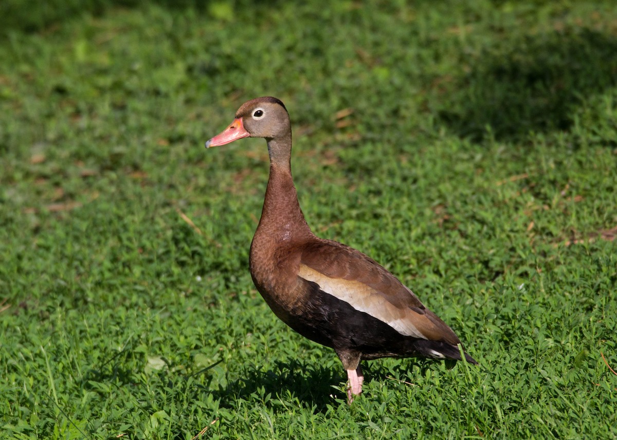 Black-bellied Whistling-Duck - Tom Lally
