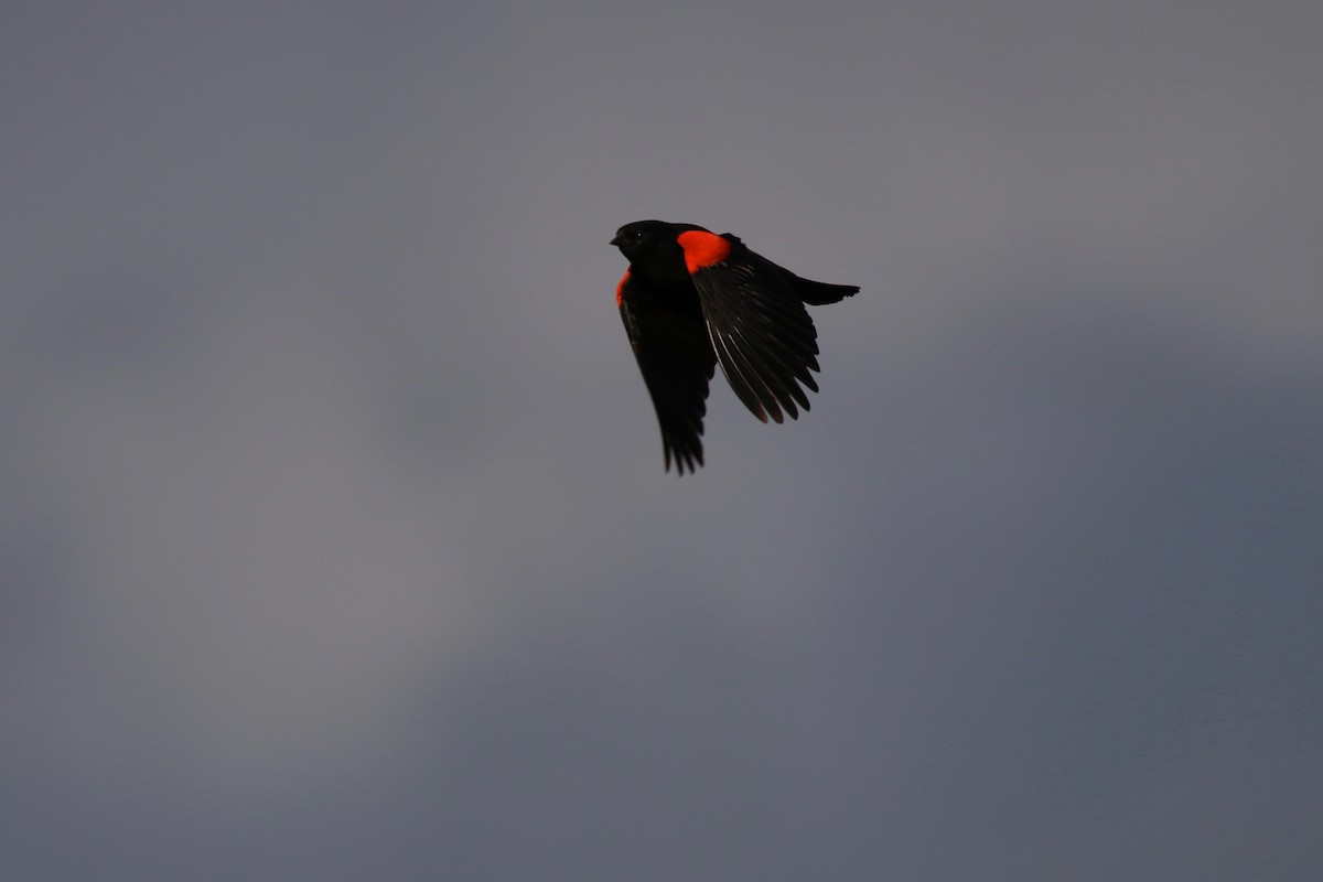 Red-winged Blackbird - Henry Burton