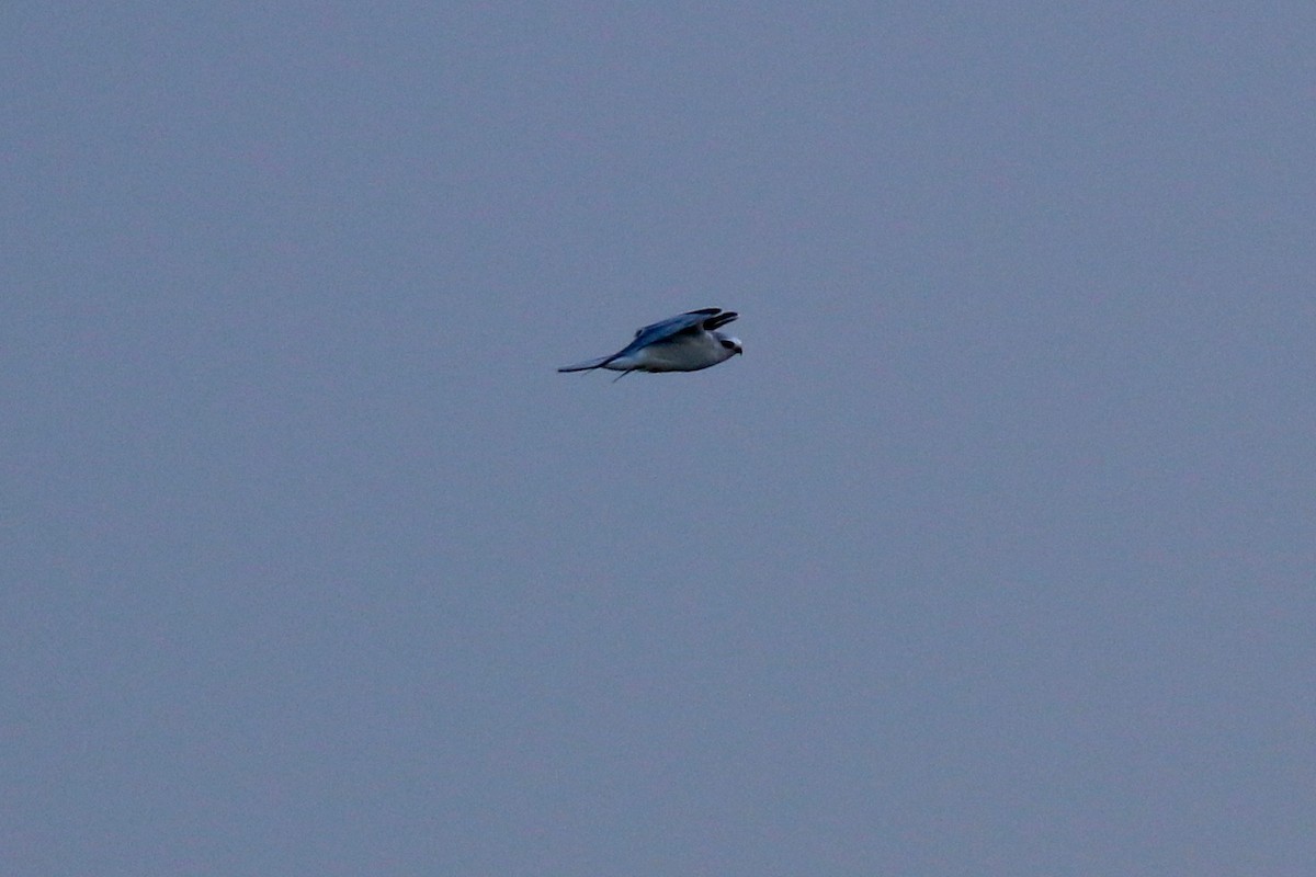 White-tailed Kite - Henry Burton