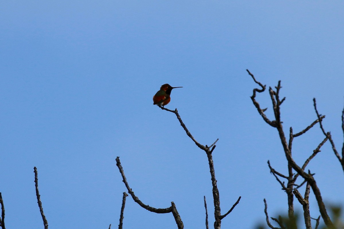 Allen's Hummingbird - Henry Burton