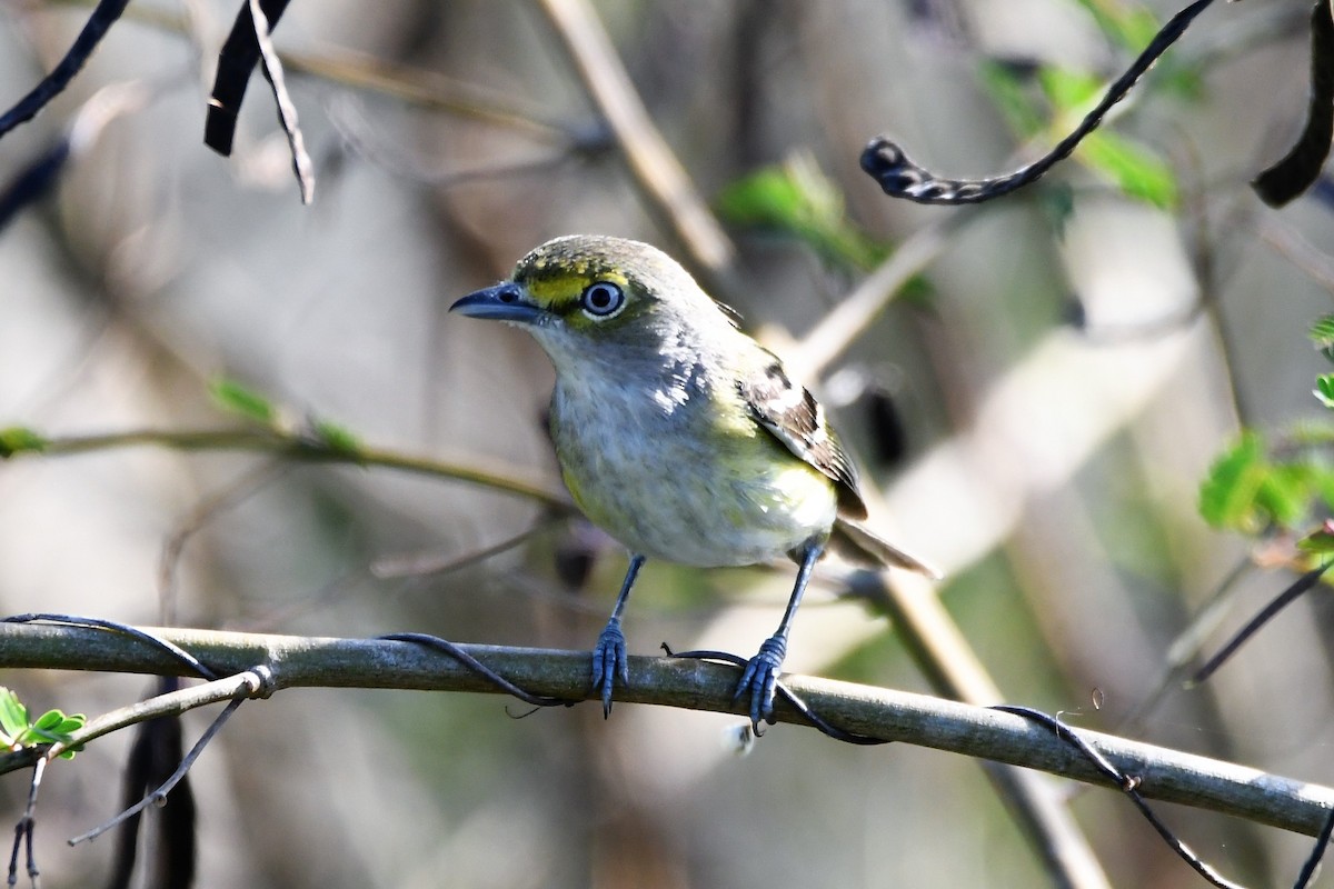White-eyed Vireo - Jerry Chen
