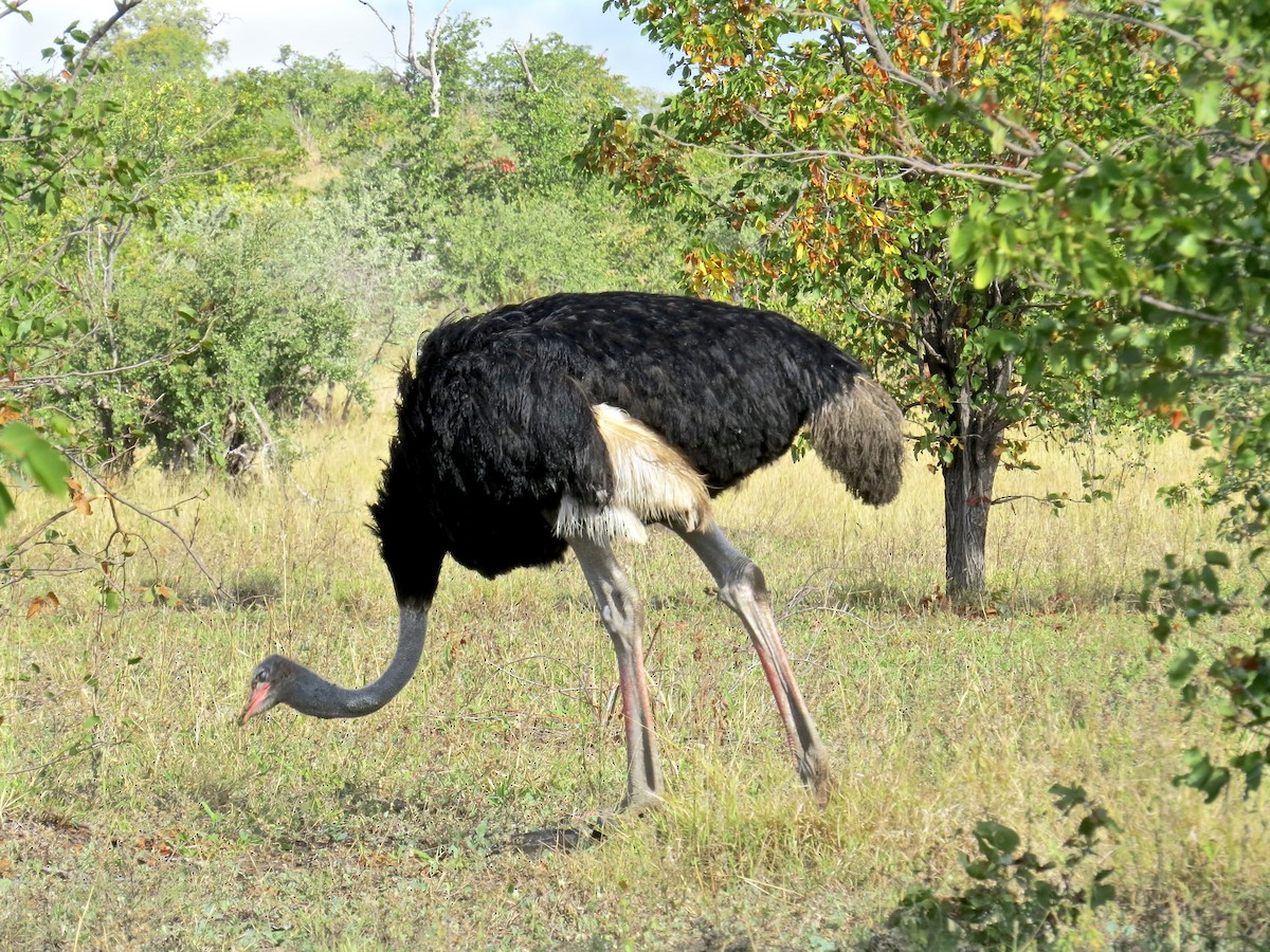 Common Ostrich - Kenneth Weaver