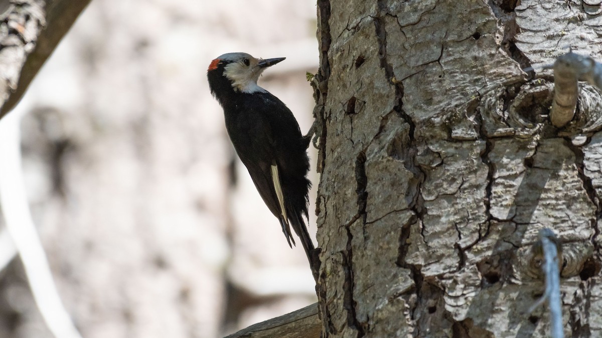White-headed Woodpecker - Dan Hackley