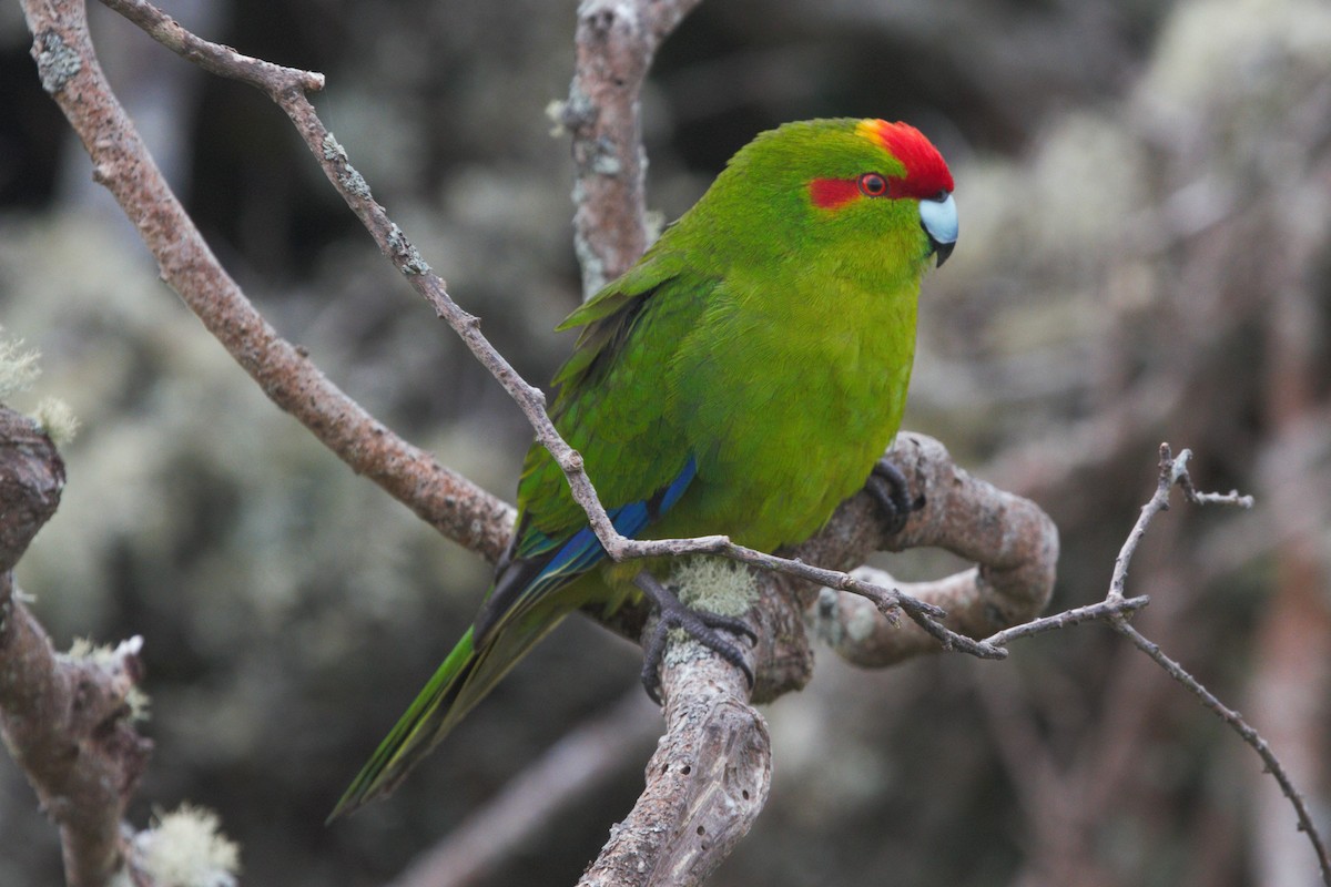 Red-crowned Parakeet - James (Jim) Holmes