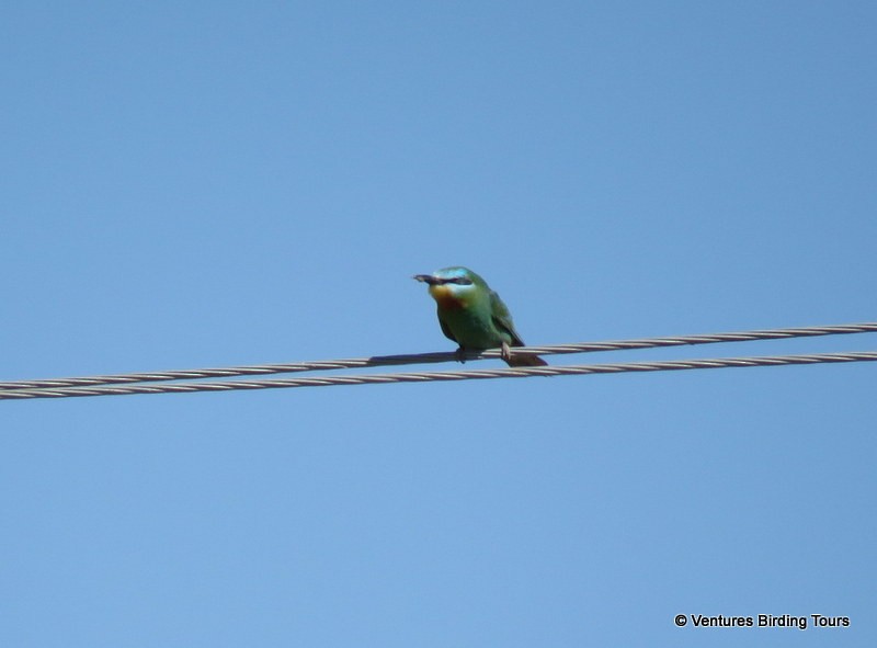 Blue-cheeked Bee-eater - ML105073561