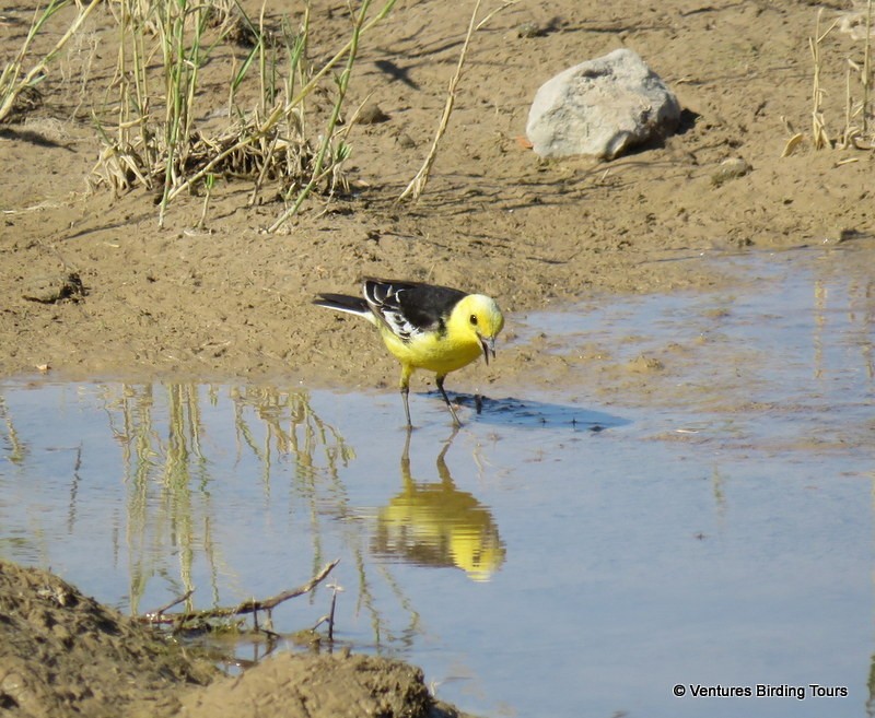 Citrine Wagtail (Black-backed) - ML105073951