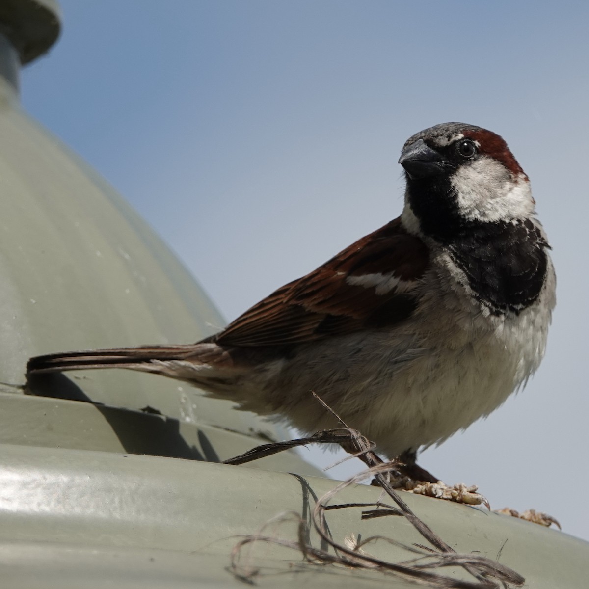 House Sparrow - Hendrik Swanepoel
