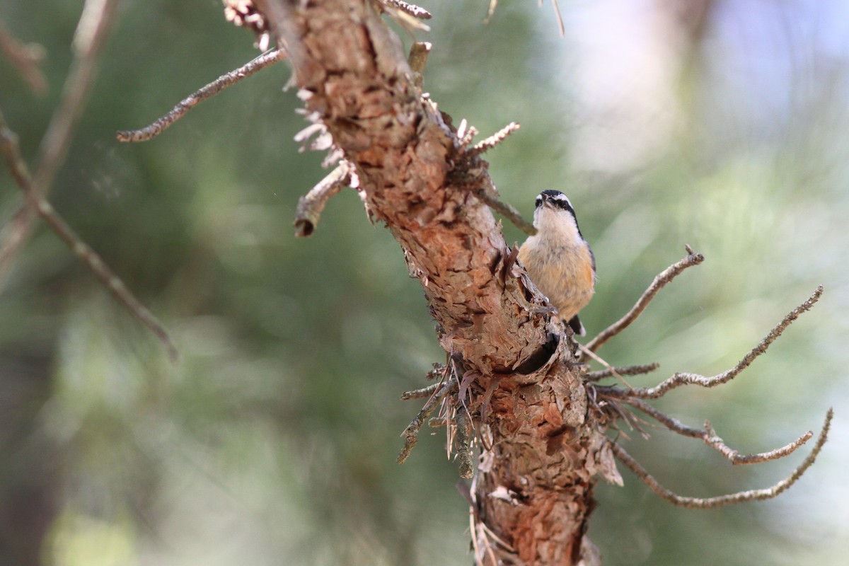 Red-breasted Nuthatch - ML105074251