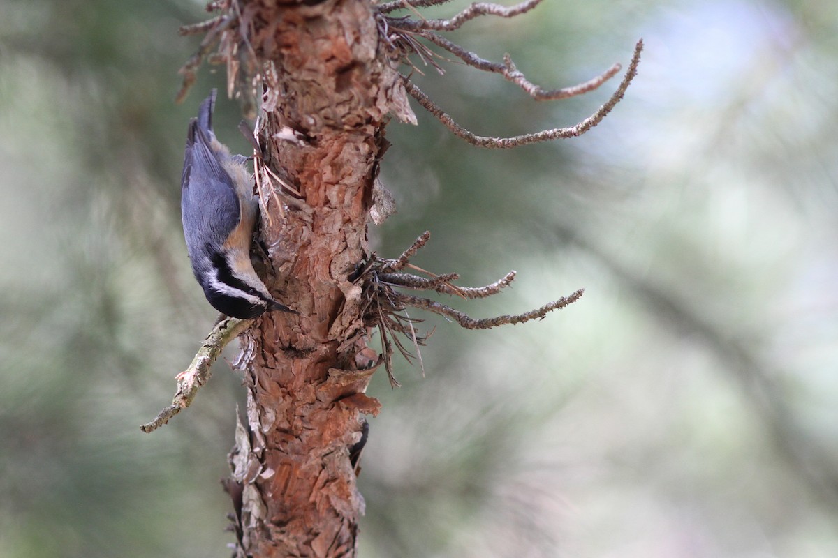Red-breasted Nuthatch - Nathan Goldberg