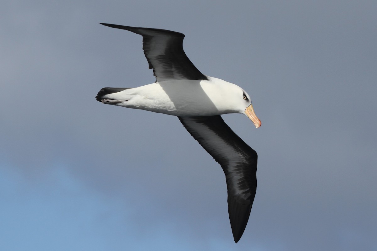 Black-browed Albatross (Campbell) - ML105074781
