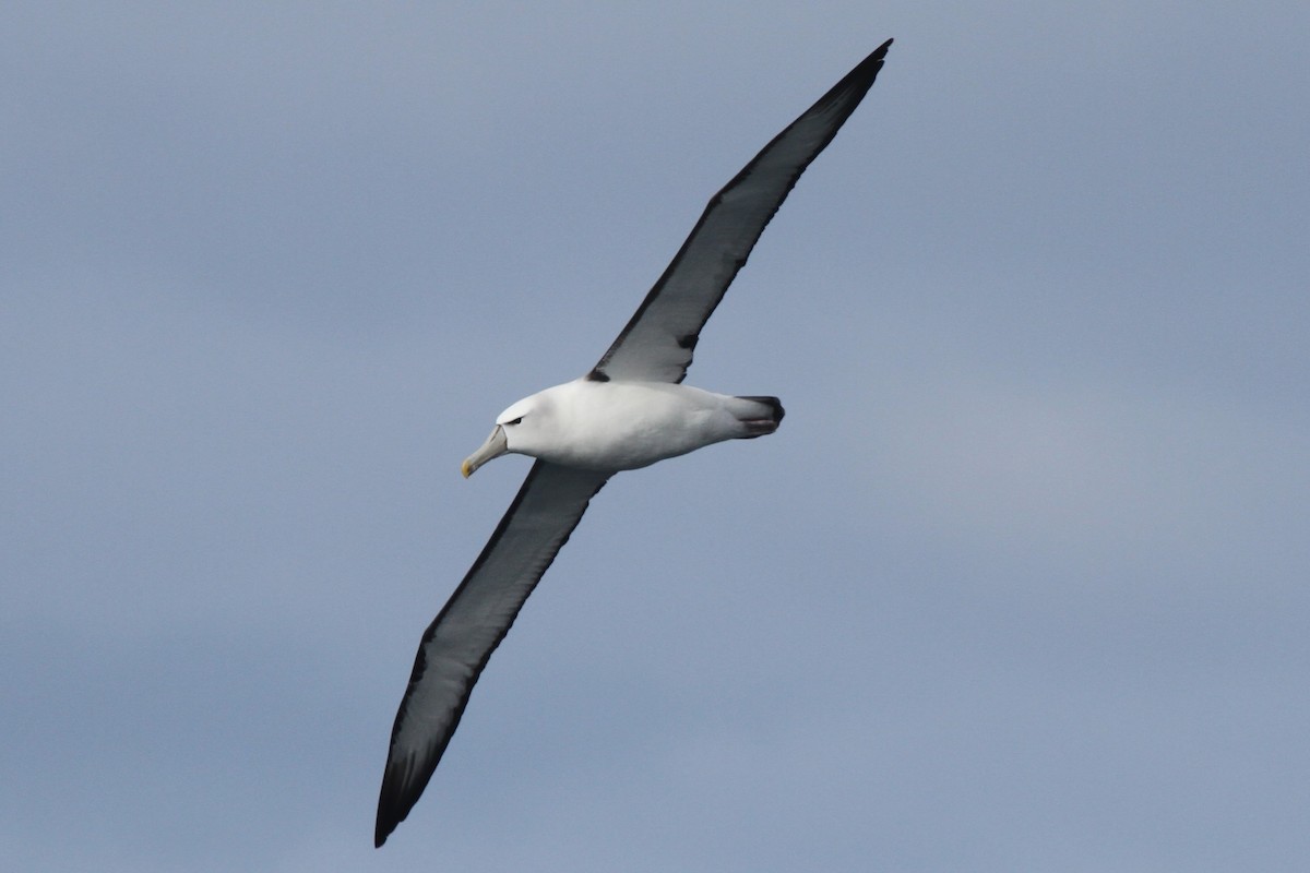 White-capped Albatross - ML105077571