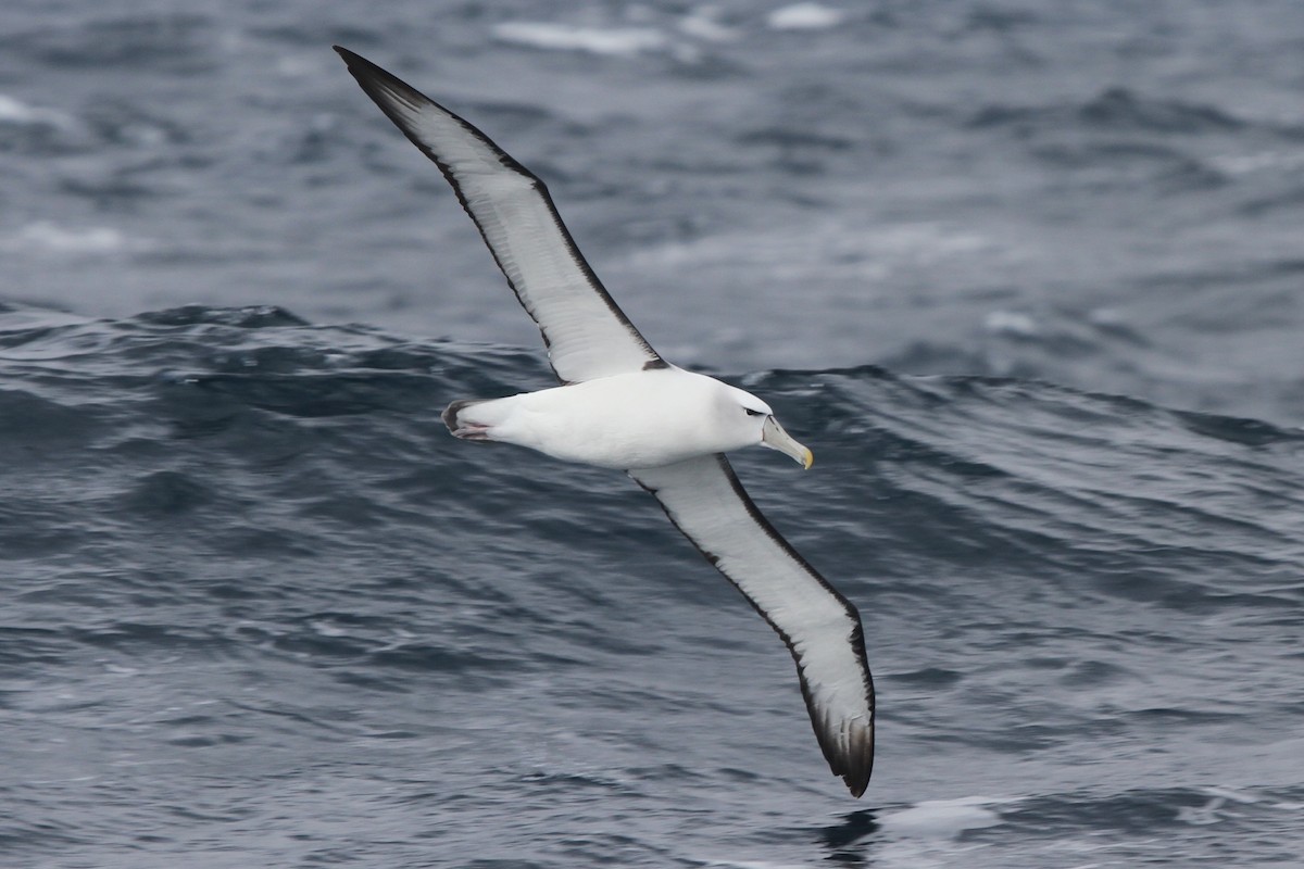 White-capped Albatross - ML105077591