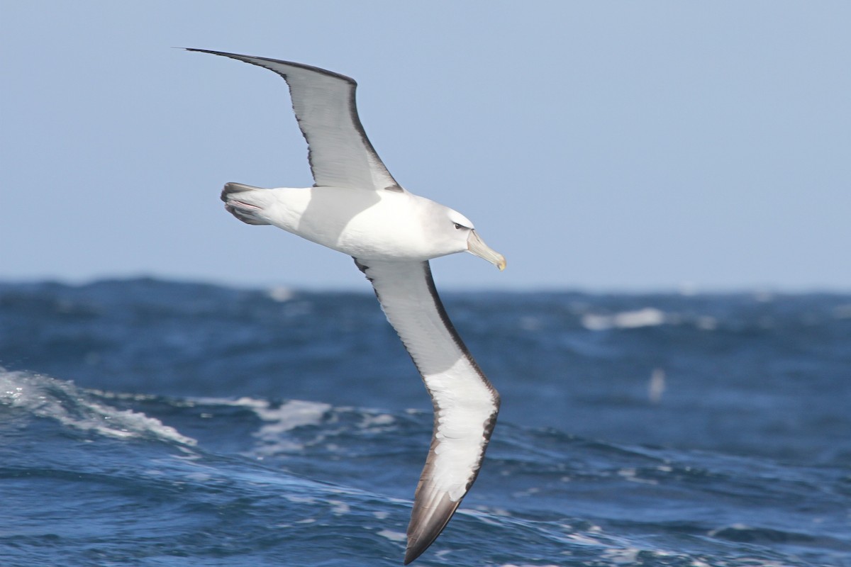 White-capped Albatross - ML105077601