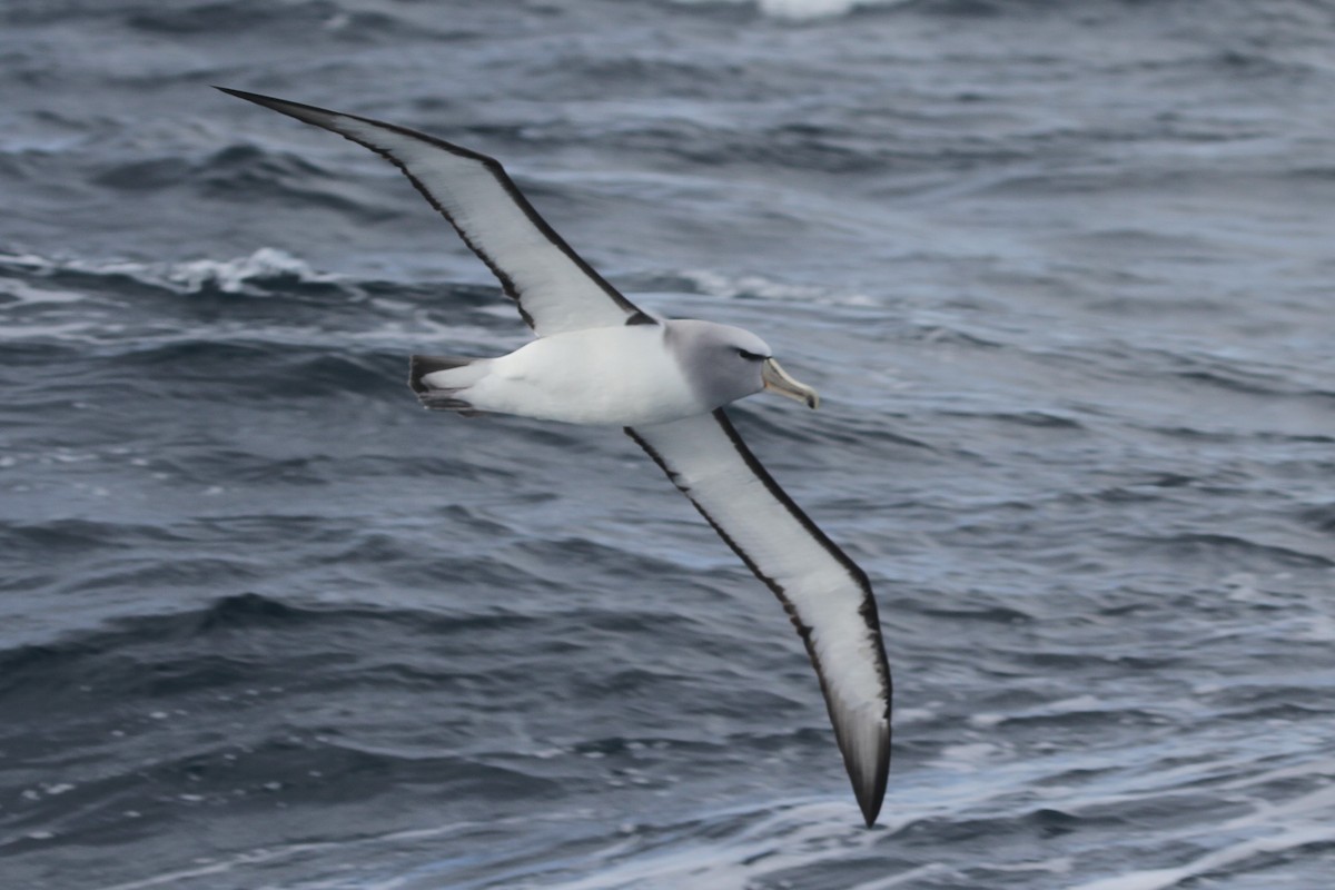 Salvin's Albatross - James (Jim) Holmes