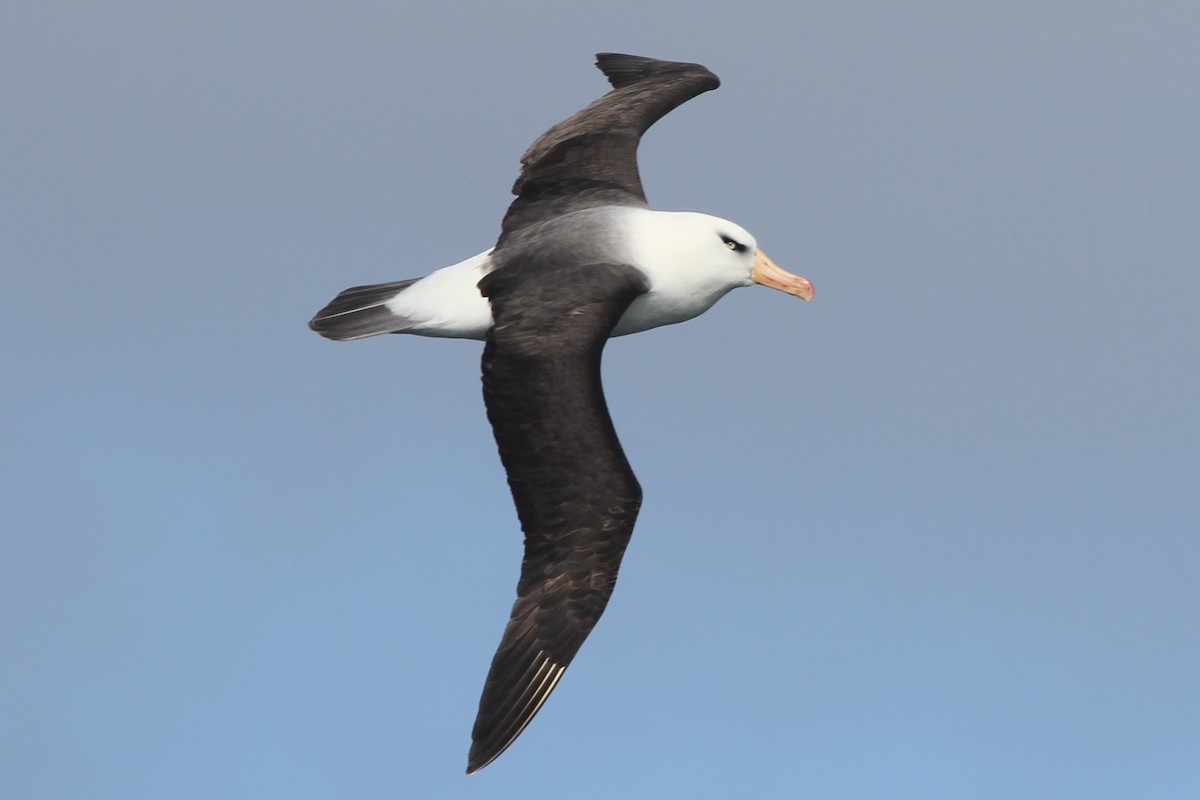 Black-browed Albatross (Campbell) - ML105077651