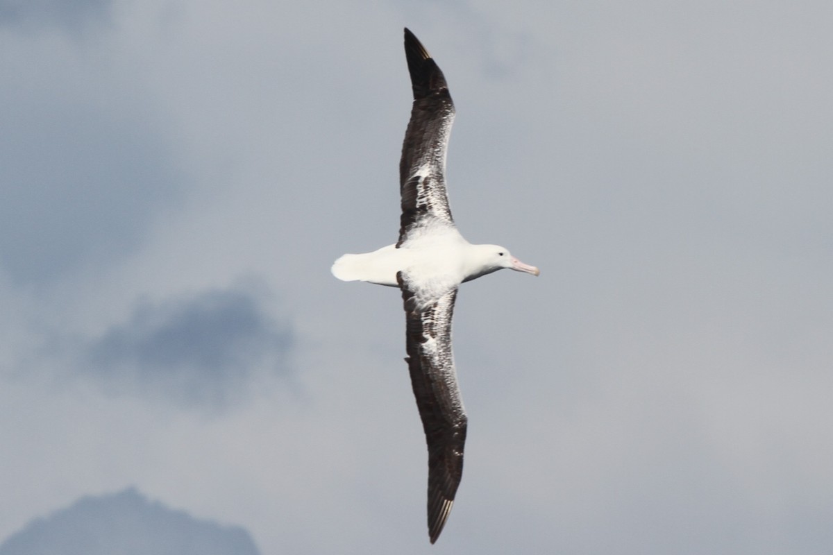 Northern/Southern Royal Albatross - ML105077701