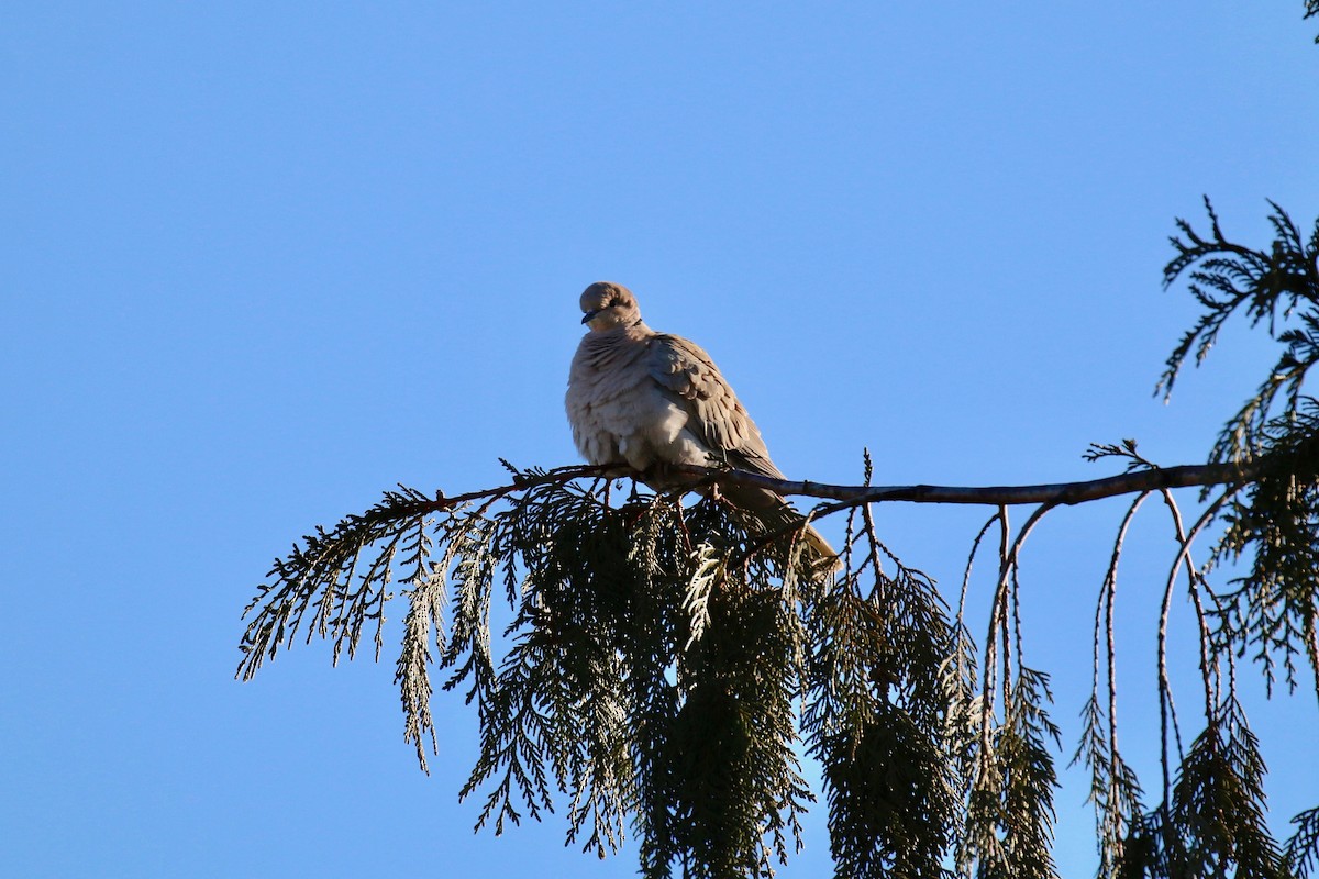 Eurasian Collared-Dove - ML105079841