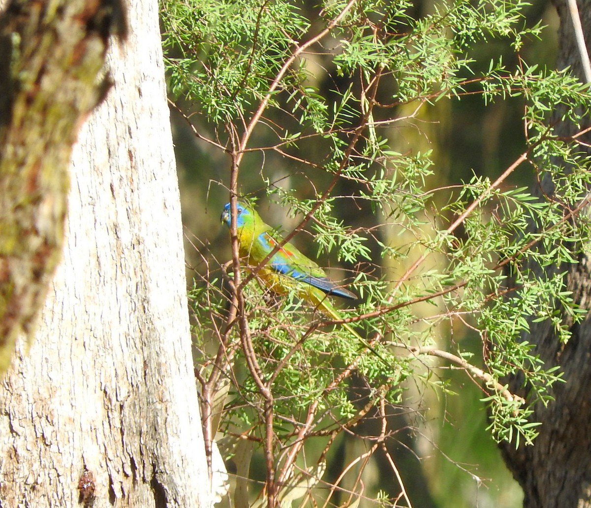 Turquoise Parrot - Chris Burwell
