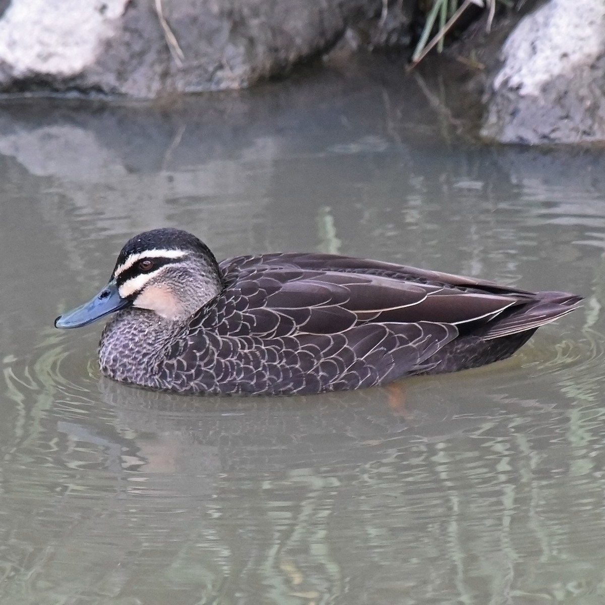 Pacific Black Duck - ML105083131