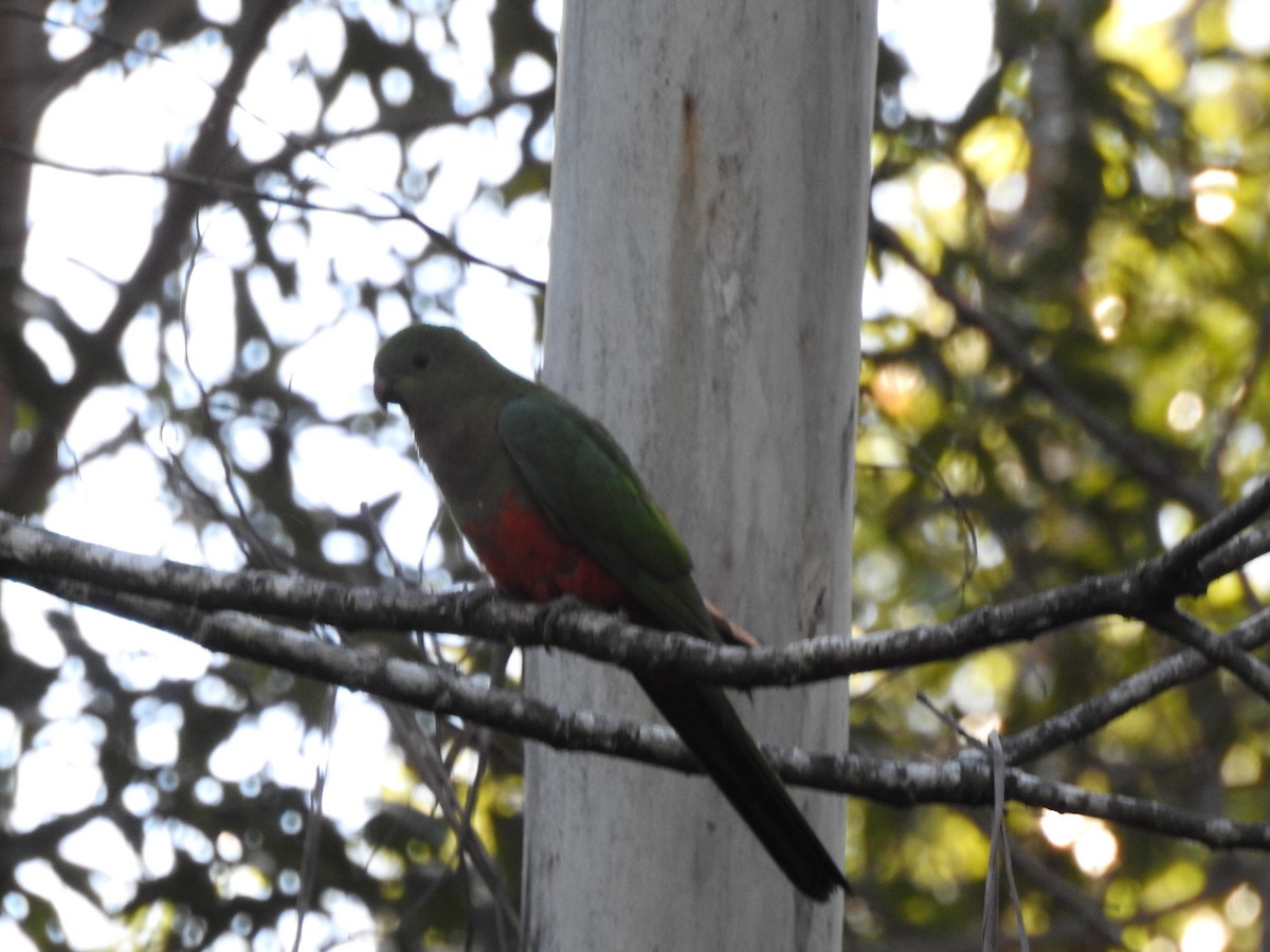 Australian King-Parrot - ML105083921