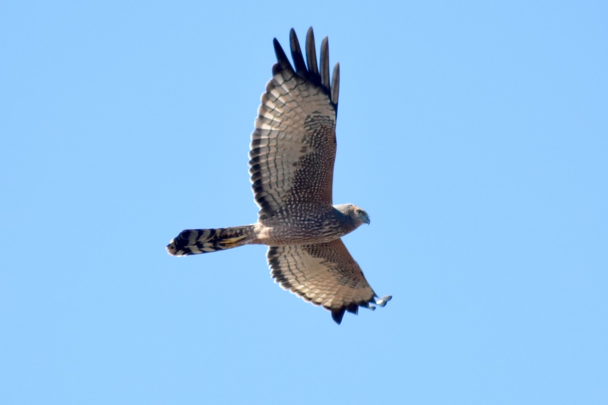 Spotted Harrier - ML105084301