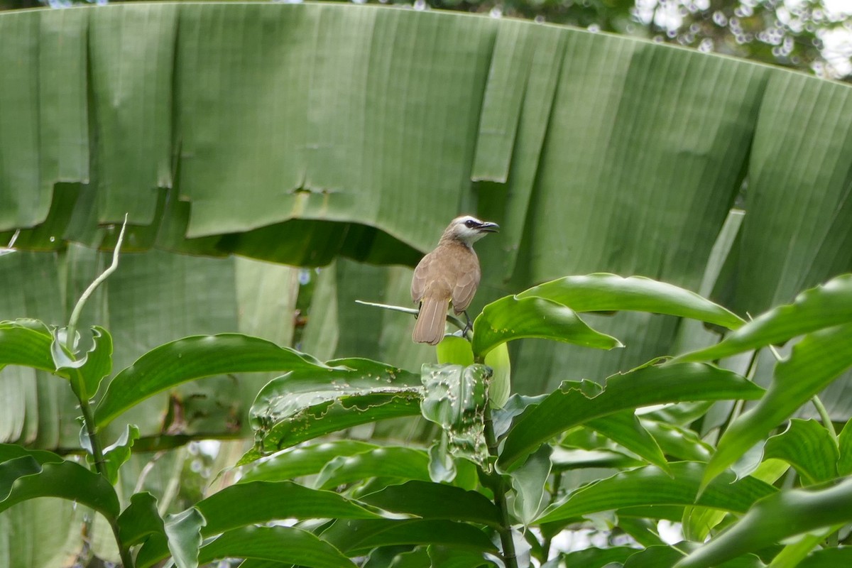 Yellow-vented Bulbul - Anonymous