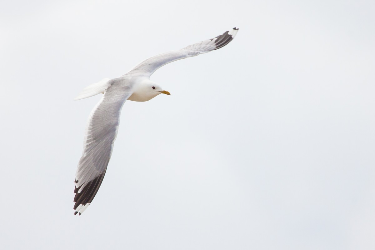 Common Gull - Alistair Walsh