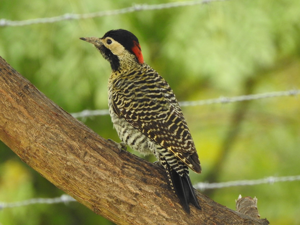 Green-barred Woodpecker - Guillermo Costa